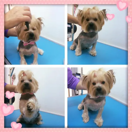 Salon Frizerie Canina Sector 5