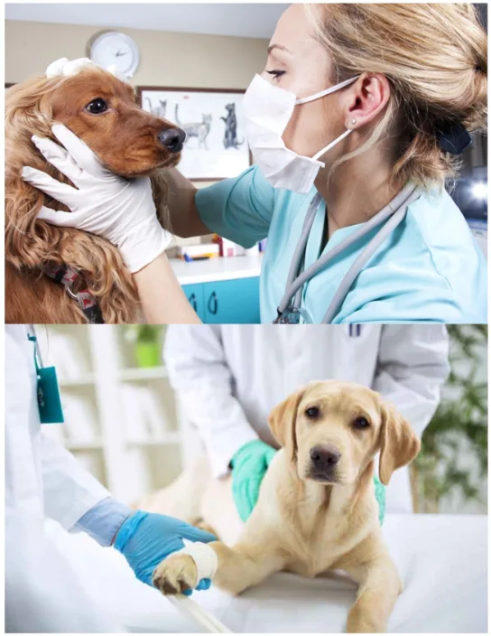 cabinet veterinar hunedoara