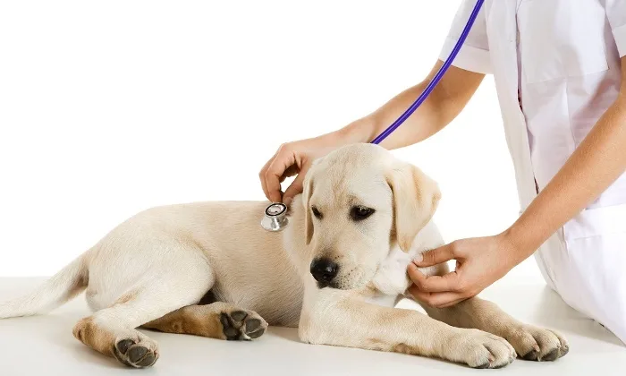 cabinet veterinar campia turzii cluj