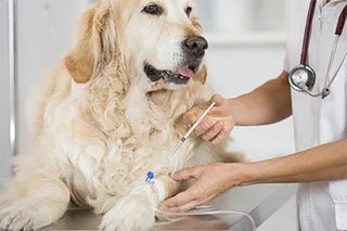 cabinet veterinar alexandru ioan cuza iasi