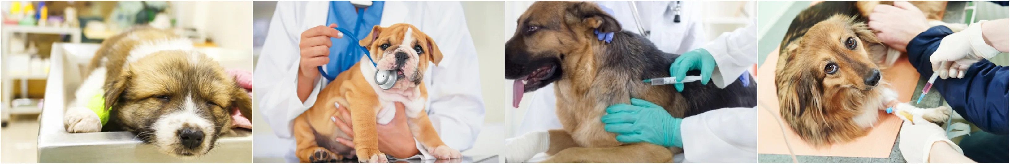 cabinet veterinar caransebes