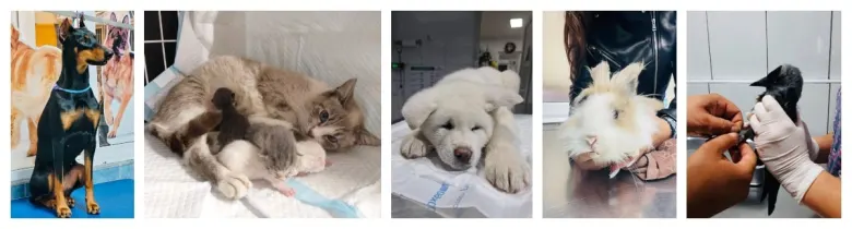 cabinet veterinar pitesti
