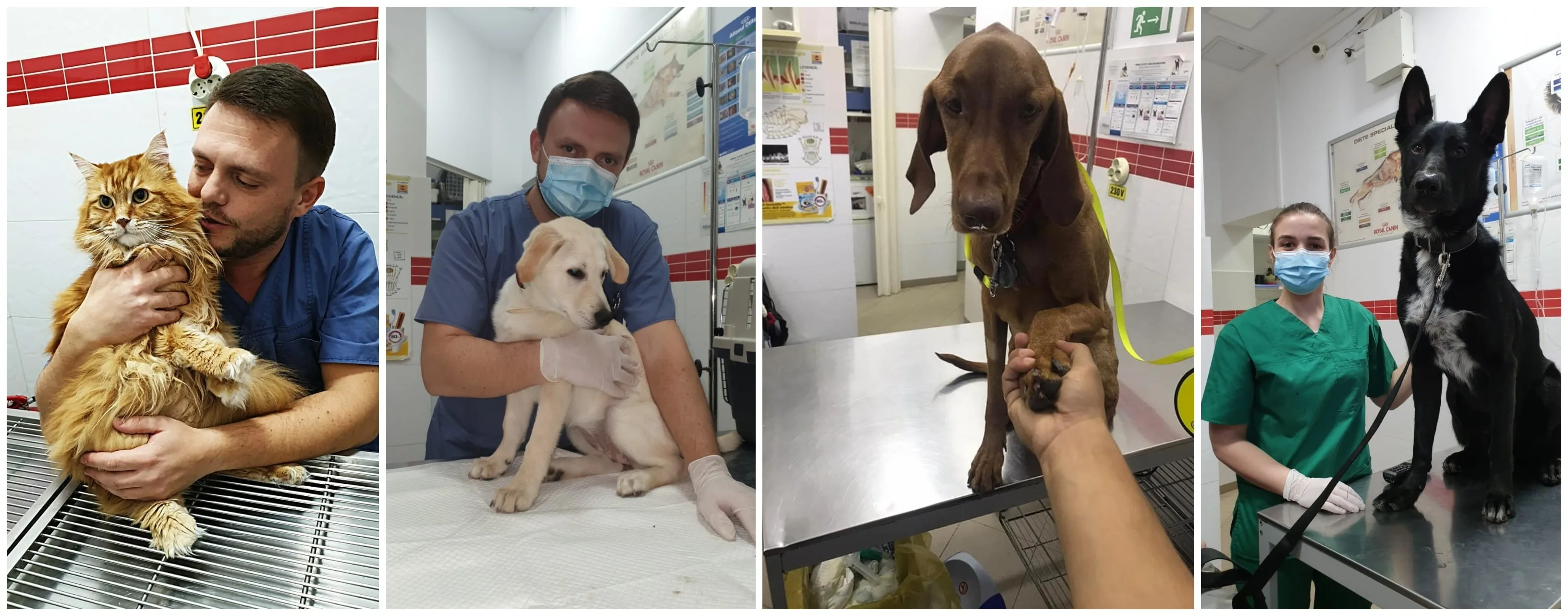cabinet_veterinar_sector_6 bucuresti