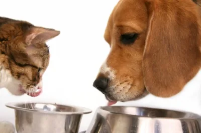 catdogeating3_400