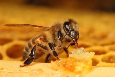 honey_bee_feeding_by_macrojunkie_400