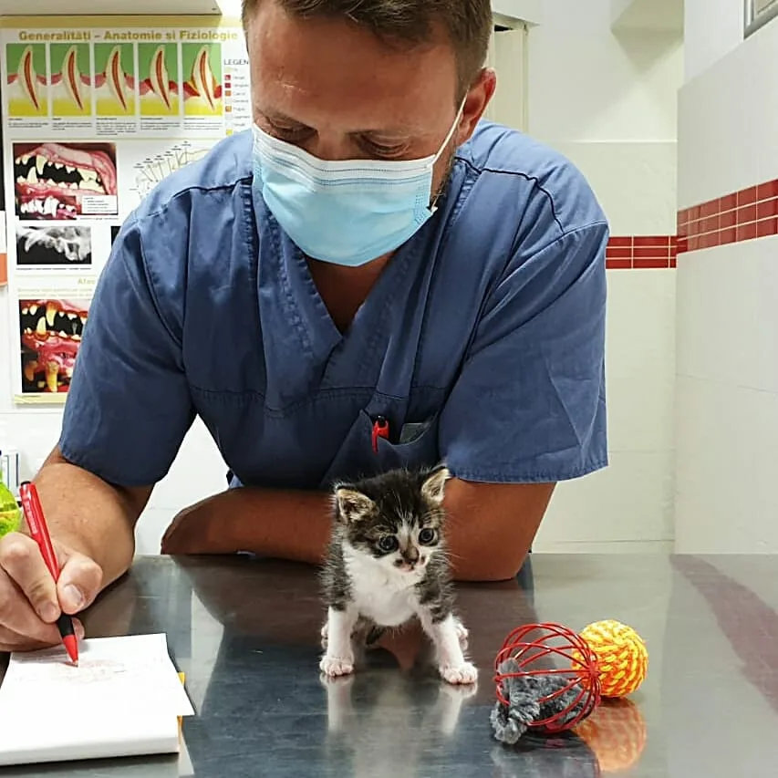 veterinar sector 6