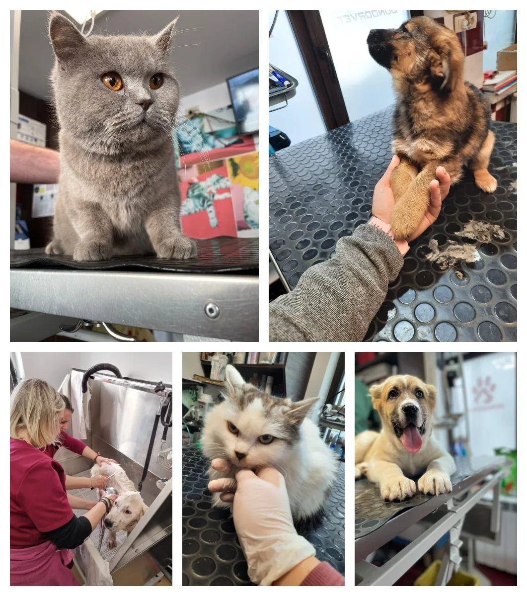 veterinar-pascani