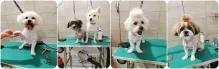Frizerie-Coafura Animale PETYPET - Salon frizerie Canina si Felina Craiova