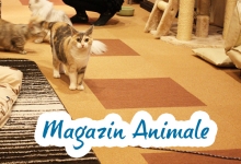 Magazin Animale