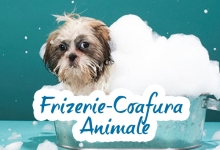 Frizerie-Coafura Animale