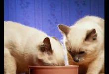 Veterinarul Pet Paradise
