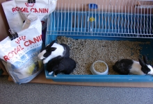 Veterinarul Pet Shop Targu Mures