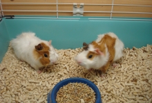 Veterinarul Pet Shop Targu Mures