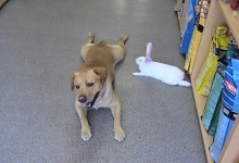 Veterinarul Pet Shop Targu Mures