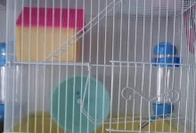 Veterinarul Petshop Cutzunici si Miaunici