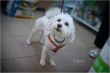 Veterinarul Constanta Petshop