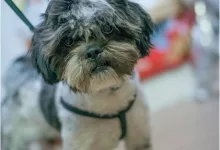 Veterinarul Constanta Petshop