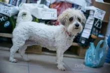 Veterinarul Constanta Petshop