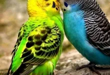 Veterinarul EXOTICA PET SHOP BOTOSANI