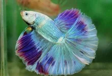 Veterinarul EXOTICA PET SHOP BOTOSANI