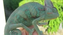 Veterinarul EXOTICA PET SHOP BOTOSANI