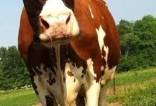 Veterinarul Farmacie Veterinara Hipervet Brasov