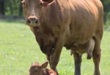 Veterinarul Farmacie Veterinara Hipervet Brasov