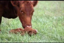 Veterinarul Farmacie Veterinara Hipervet Brasov