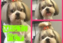 Veterinarul Frizerie Canina Sheeba - Bucuresti Sector 5