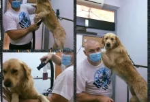 Veterinarul Frizerie Canina Sheeba - Bucuresti Sector 5