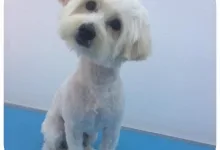 Veterinarul Frizerie Canina Sheeba - Bucuresti Sector 5