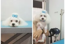 Veterinarul Frizerie Canina Sheeba - Bucuresti Sector 5