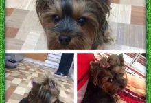 Veterinarul Frizerie Canina Sheeba - Bucuresti Sector 5