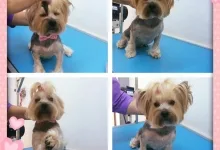 Veterinarul Frizerie Canina Sheeba - Bucuresti Sector 5