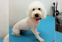 Veterinarul Frizerie Canina Sheeba - Bucuresti Sector 5