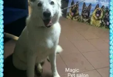 Veterinarul Frizerie Canina Sheeba - Bucuresti Sector 5
