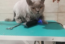 Veterinarul PETYPET - Salon frizerie Canina si Felina