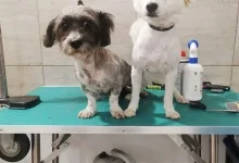 Veterinarul PETYPET - Salon frizerie Canina si Felina
