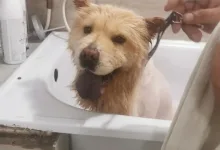 Veterinarul PETYPET - Salon frizerie Canina si Felina
