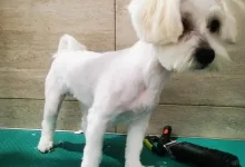 Veterinarul PETYPET - Salon frizerie Canina si Felina