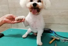 Veterinarul PETYPET - Salon frizerie Canina si Felina
