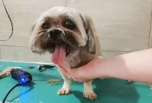 Veterinarul PETYPET - Salon frizerie Canina si Felina