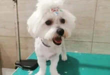 Veterinarul PETYPET - Salon frizerie Canina si Felina