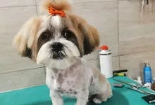 Veterinarul PETYPET - Salon frizerie Canina si Felina