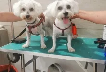 Veterinarul PETYPET - Salon frizerie Canina si Felina
