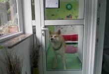 Veterinarul Pensiune Canina si Felina Bucuresti Sector 1 - PRO ANIMA VET