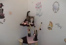 Veterinarul Pensiune Canina si Felina Bucuresti Sector 1 - PRO ANIMA VET