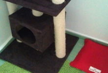 Veterinarul Pensiune Canina si Felina - PRO ANIMA VET