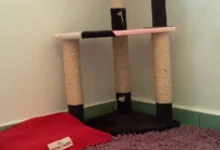 Veterinarul Pensiune Canina si Felina Bucuresti Sector 1 - PRO ANIMA VET