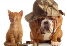 Veterinarul Pet Shop Braila
